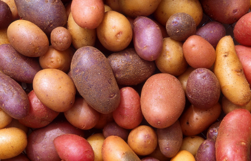potatoes nightshade problem