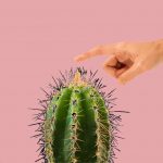 cactus-Pink cactus-Pink